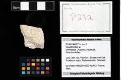Foto (Objekt + Etikett) von Goniodromites sp.  (NHMW-GEO-2014-0194-0272)
